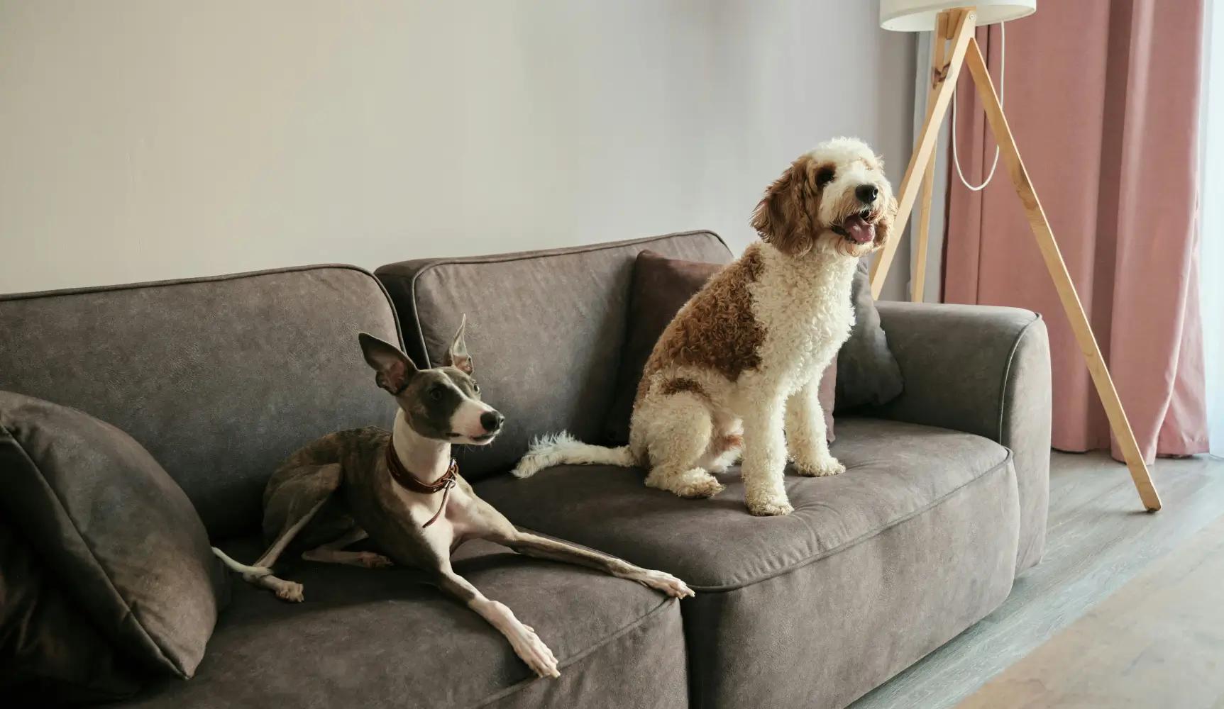 Wie entfernt man Hundehaare von der Couch?